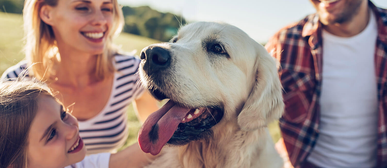 Heyvan sahibləndirmə platforması