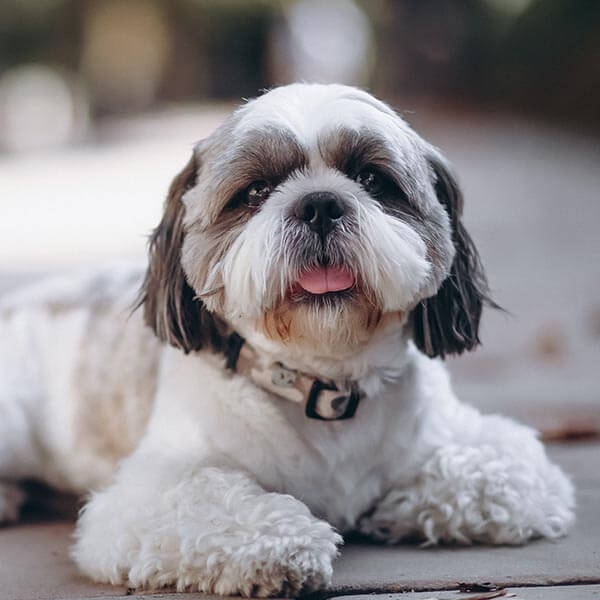 Elan yaradılması və idarəsi