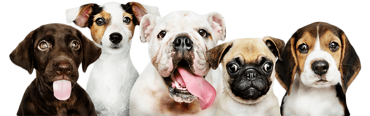 Süni intellekt heyvan tövsiyələri